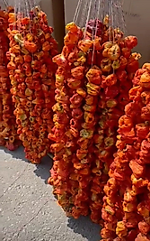 Dolmalık kuru biber