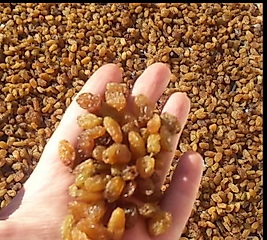 Sarı üzüm 1. Kg (çekirdeksiz )